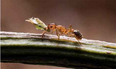 家中螞蟻 無緣無故有螞蟻